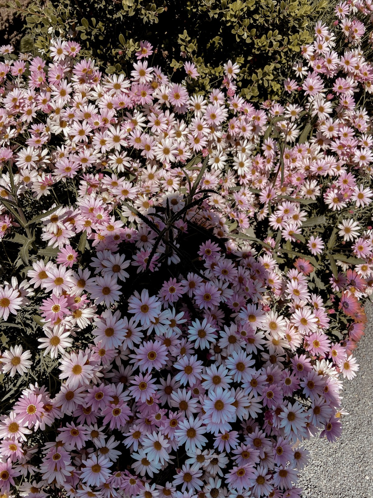 Goals and Affirmations for&nbsp;2022